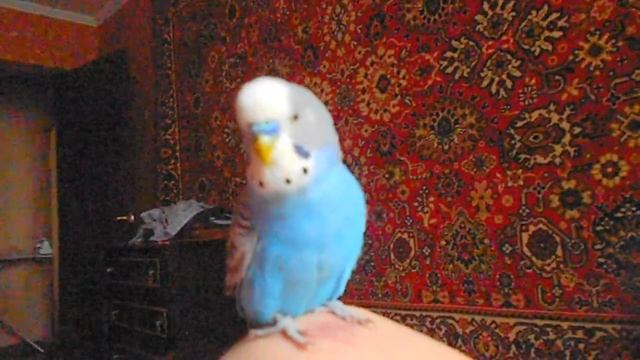 Говорящий попугай Зарик