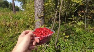 Собираем грибы и ягоды (из домашнего архива)