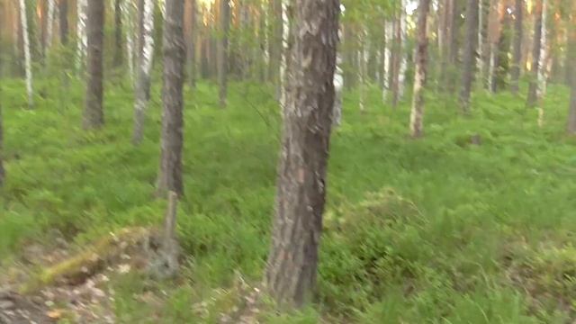 ГРИБЫ!!! ПЕРВЫЙ ВЫЕЗД 22.06.22. смотреть онлайн