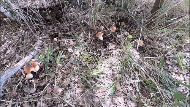 Грибная красота без фильтров!