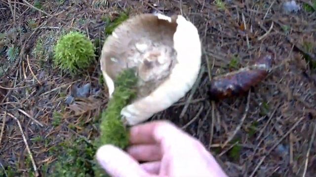 ЭТОТ ГРИБ СЛИШКОМ ВКУСНЫЙ, ЧТОБЫ ЕГО НЕ СОБИРАТЬ!! Дневник 3.11.2023 г. смотреть онлайн