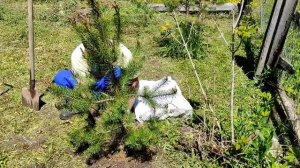 ШОК! Сажаем сосну из леса