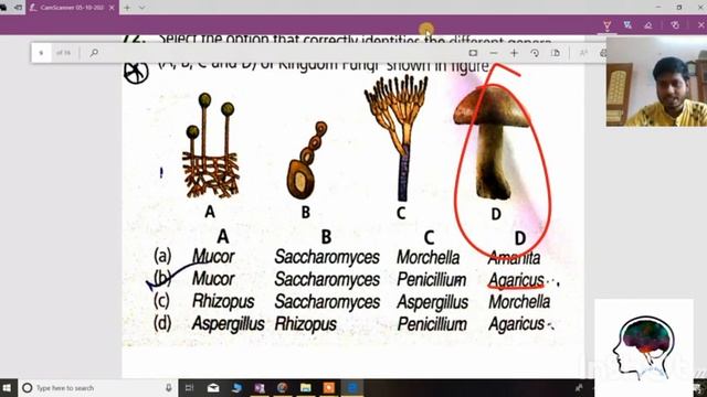 NEET 2020 IMPORTENT DIAGRAM, BIOLOGICAL CLASSIFICATION & PLANT 🌿 KINGDOM. смотреть онлайн