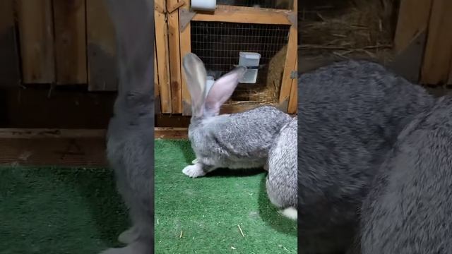 новая кровь,шиншиловый ризин смотреть онлайн