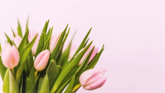 8 наурызға арналған ән | Ару Қыздар смотреть онлайн