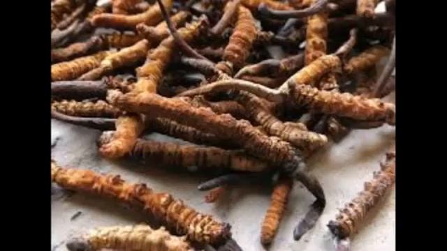 YARSAGUMBA смотреть онлайн