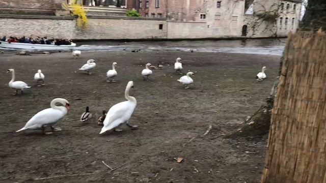 국제커플vlog Bruge 주말 여행기  브루좃 브루어리 투어 벨기에 초콜렛 아름다운 브루지 여행했어요