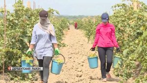 В Дагестане приступили к уборке ранних сортов винограда