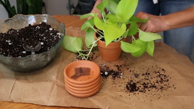 DIVIDING AND PROPAGATING HOUSEPLANTS// Make multiple plants to give as gifts from one Neon Pothos!