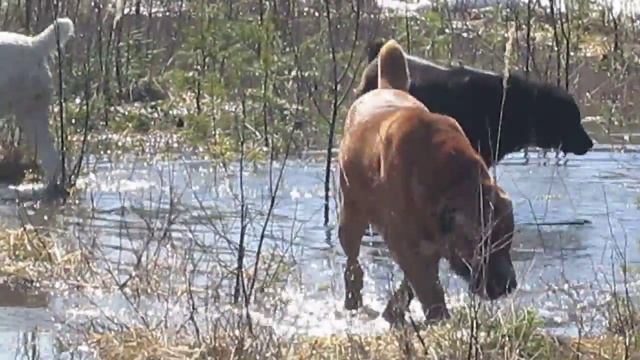 Прогулки в лесу, апрель 2018 смотреть онлайн
