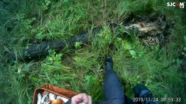 сбор подосиновика в сыром лесу. смотреть онлайн