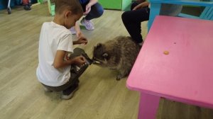 Парк енотов. Село Сизая, Хакасия