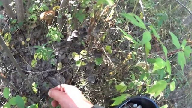 Грибной урожай сентябрь 2023. смотреть онлайн