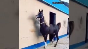 Самая красивая лошадь!🐎