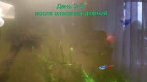 Эвглена в аквариуме. 100% способ борьбы при помощи дафний. Эксперимент увенчался успехом.