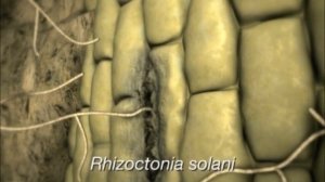 Root Rot (Rhizoctonia solani) Preview Clip