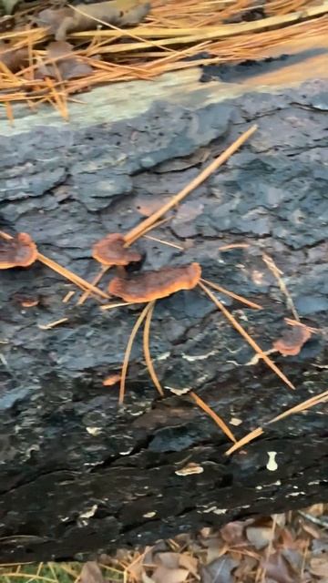 These are very pretty bracket #fungi смотреть онлайн