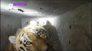 В приморском Барабаше специалисты отловили конфликтного тигра
