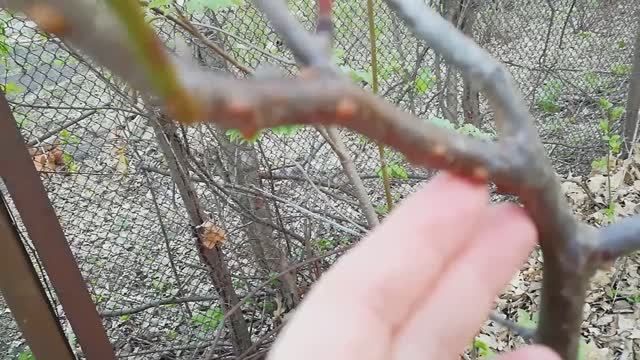 ЛОЖНОЩИТОВКА- ВРЕДИТЕЛЬ В САДУ/ КАК БОРОТЬСЯ смотреть онлайн