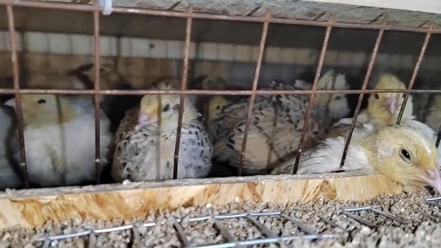 Обзор перепелятника / Яйценоскость перепелов / Пересадил маленьких перепелят в клетку