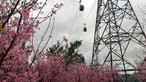 Cherry Blossom Garden/Tung Chung