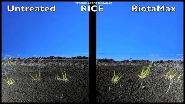 BiotaMax seed germination - rice смотреть онлайн
