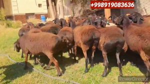 Хисори Куйлар Сотилади. Хаммаси Бугоз. 80-та. Сурхондарё Денов