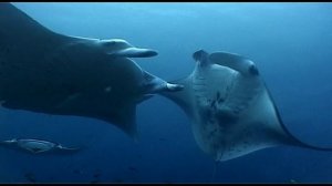 RELAX Maldives MANTAS  Мальдивы