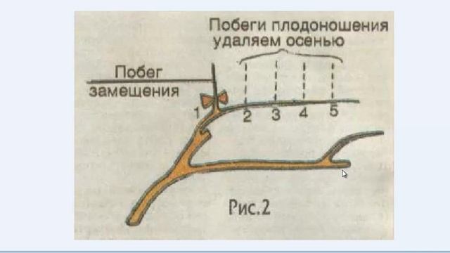 Обрезка и формировка винограда. Наклонный кордон. Схема смотреть онлайн