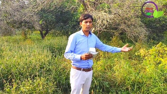 Control of citrus Decline | Citrus slow decline | Use of trichoderma in citrus orchid | Plant Clini смотреть онлайн