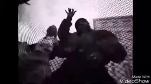 Грибы интро