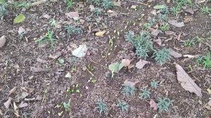 Муравьи - листорезы.