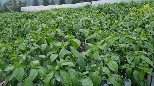 PETANI PEMULA WAJIB TONTON PERKEMBANGAN CABAI ORI 212 LAYU FUSARIUM BUSUK BATANG CABAI TIDAK ADA