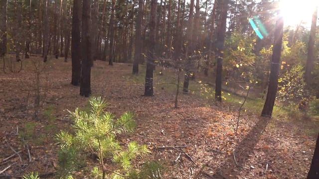 Поехали в Жихарский лес за маслятами - 27.10.2020 г. смотреть онлайн