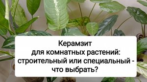 Керамзит для комнатных растений: строительный или специальный - что выбрать