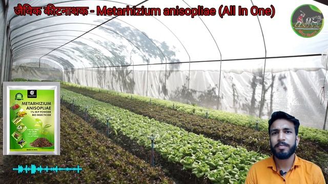 Metarhizium Anisopliae pesticides | all in one pesticide | organic pesticides | Bio pesticides смотреть онлайн