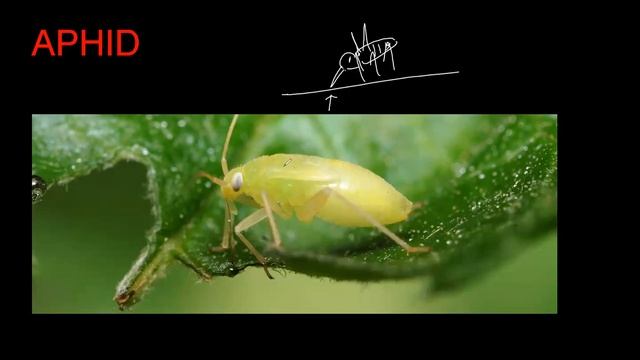 10.microbes in human welfare PART 2 смотреть онлайн