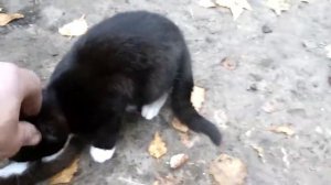 коты поймали ласку