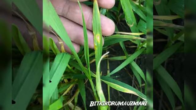 BUĞDAYDA SEPTORYA YAPRAK LEKESİ смотреть онлайн