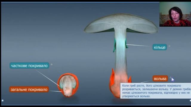 Особливості будови грибів. Розмноження смотреть онлайн