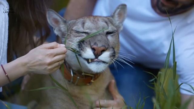 Пума Месси. смотреть онлайн