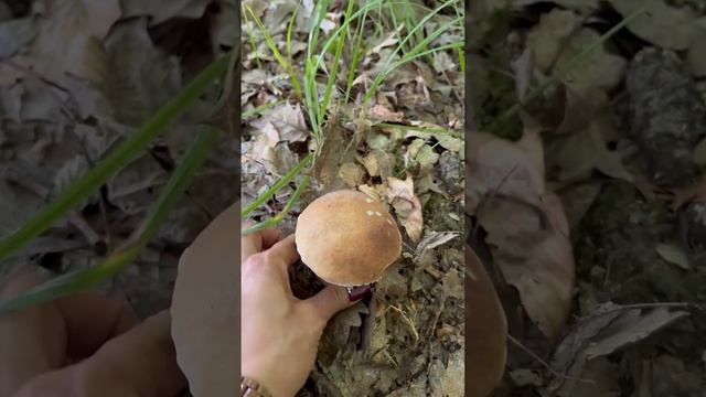 Сбор белых грибов в лесу | Тайны успешной заготовки белых грибов и лучшие места для поиска смотреть онлайн