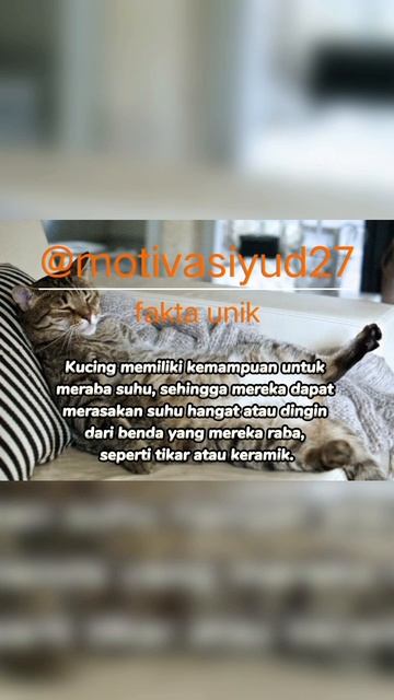 ini dia 3 fakta unik kucing lainya yg perlu kalian ketahui #faktaunik #kucing #shorts #subscribe смотреть онлайн