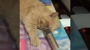 Кот храпит в микрофон