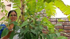 గున్నమామిడి కొమ్మమీద గూళ్ళు రెండున్నాయి|Gunnamamidi Komma Meeda|Bala Mitrula Katha | Sasya Shyamala