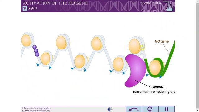 ACTIVATION OF HO GENE смотреть онлайн