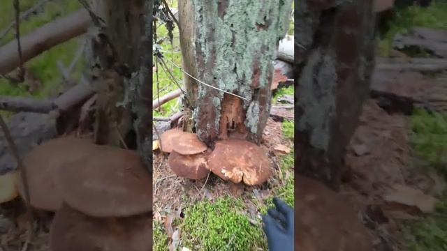 свинуха толстая смотреть онлайн