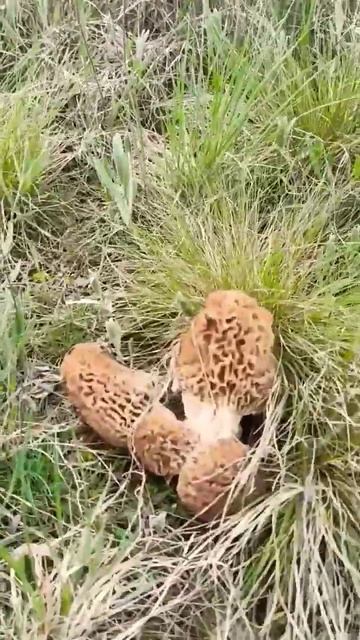 Сім'я грибов сморчков. смотреть онлайн