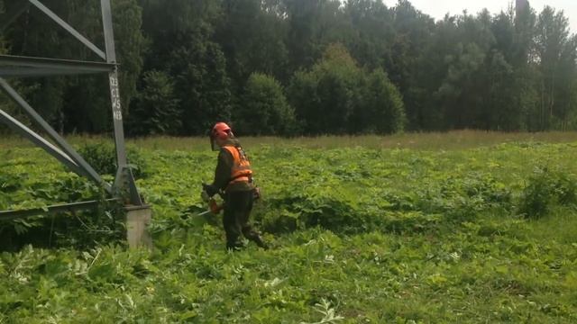 До сентября включительно сотрудники Лосиного острова будут бороться с ядовитым борщевиком. смотреть онлайн