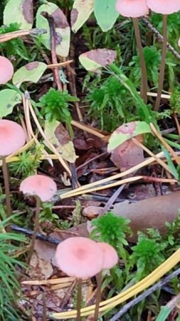 Маленькие розовые грибы - Мицена . Mycena adonis .